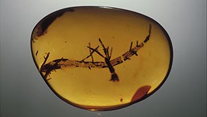 Free-form Amber Piece Free-form Amber Piece