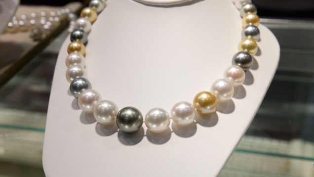 Multicolored Pearl Necklace. This multicolored necklace combines the beauty of Tahitian and South Sea cultured pearls. The scientific names of the oysters that produced them are, respectively, Pinctada margaritifera and Pinctada maxima. - Courtesy Frank Mastoloni & Sons, Inc.