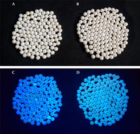 Loose pearls with and without optical brightening glow differently under long-wave UV light Loose pearls with and without optical brightening glow differently under long-wave UV light