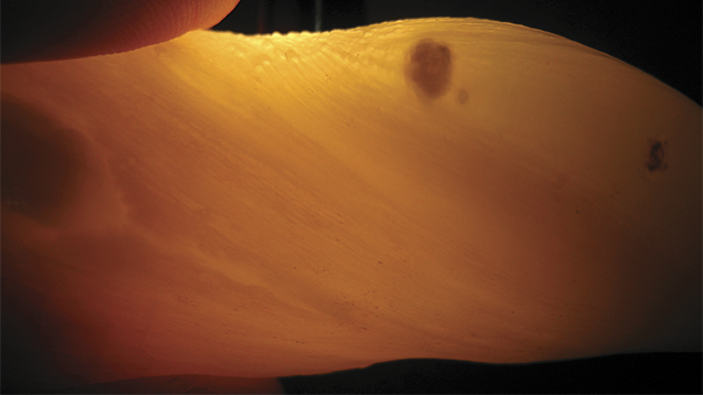169482_636x358.jpg. Tridacna Pearl Under Transmitted Light