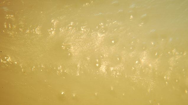 Surface of Tridacna Pearl Surface of Tridacna Pearl