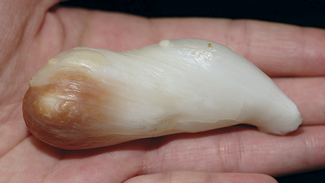 Giant Clam Pearl Giant Clam Pearl
