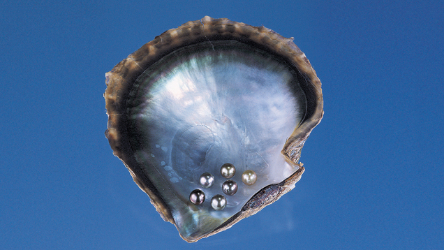 Black-lipped Mollusk. The black-lipped mollusk can produce a variety of cultured pearl colors. The color of the mother-of-pearl layer is often related to the color of the resulting cultured pearl’s nacre. - Courtesy A & Z Pearls and Tasaki Shinju Co