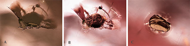 F15-Sun-Figure-7-Comp-v2_194336-636x156.jpg. Graphite crystal with tension halo in “color-change” pyrope garnet