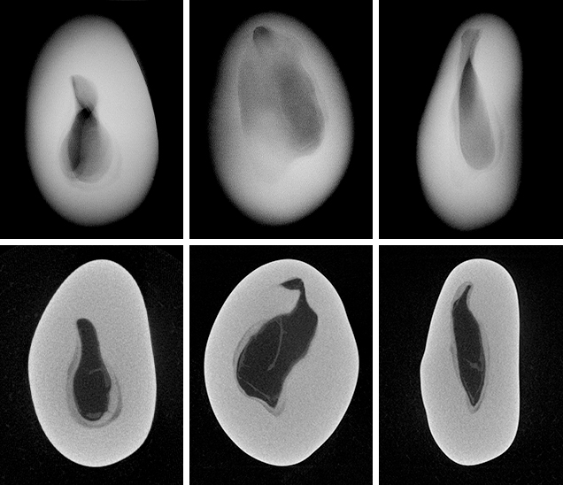 RTX and μ-CT images for non-bead-cultured pearl. Figure 10. The RTX (top row) and μ-CT (bottom row) images for non-bead-cultured pearl sample 100307378817. The RTX images show the whole thickness of the pearl in each orientation, while each μ-CT image shows a micron-thin slice of the structure in each of the directions.