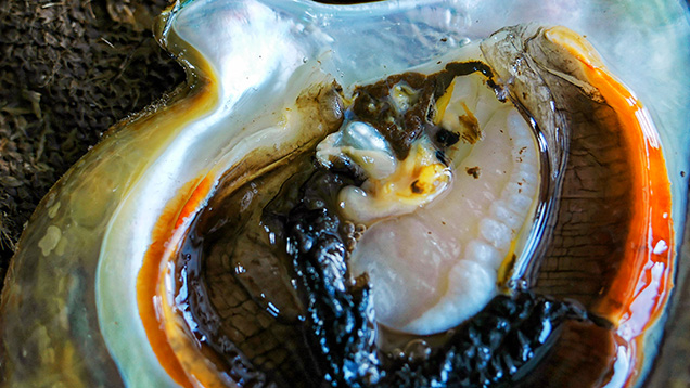 A non-bead-cultured pearl before removal from its host. Figure 7. A non-bead-cultured pearl (sample no. 0668689302) before removal from its host. The pearl is positioned in the gonad region and away from the mantle, where natural pearls are usually recovered. Photo by Nicholas Sturman.