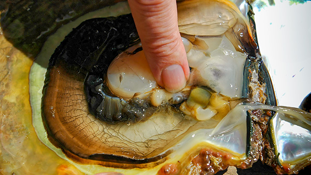 Pearl farm on the Indonesian island of Lombok. Figure 9. A non-bead-cultured pearl (sample no. 100307378817) still in the light brown pearl sac before removal from its host. Again, the pearl is positioned within the gonad region and away from the mantle. Photo by Nicholas Sturman.
