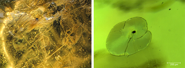 F16-Thuyet-fig7-Comp_208143-636x235.jpg. Internal features of peridot from Vietnam’s Central Highlands