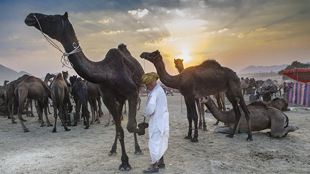 Camel fair in Rajasthan, India Camel fair in Rajasthan, India