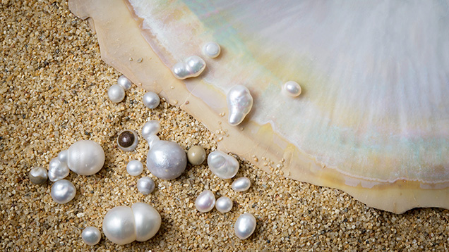 Selection of P. maxima cultured pearls from 86 total samples Selection of P. maxima cultured pearls from 86 total samples