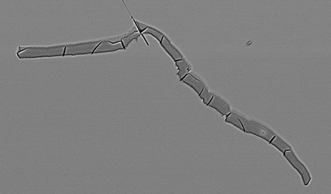 Figure 14. Unidentified aluminosilicate (possibly halloysite or another clay mineral) filling a fracture in cordierite from Blue Bear. Backscattered electron SEM image; field of view 650 μm. Figure 14. Unidentified aluminosilicate (possibly halloysite or another clay mineral) filling a fracture in cordierite from Blue Bear. Backscattered electron SEM image; field of view 650 μm.