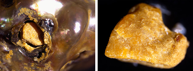 Figure 2. Left: Opening in the pearl’s surface with fragments visible. Right: A fragment that was dislodged from the pearl. Photomicrographs by Keaton Talker; fields of view 6.40 mm (left) and 3.00 mm (right).