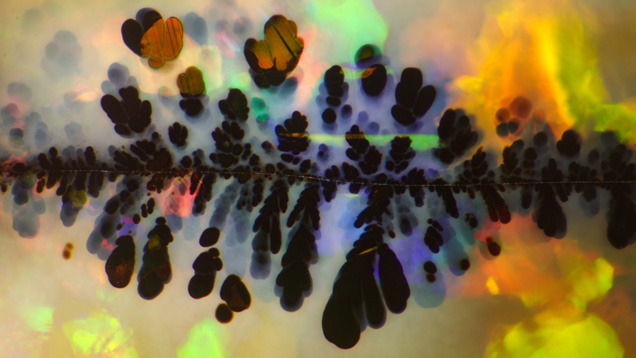 このオーストラリア産オパールの中の黒色マンガン酸化物「プルーム」は、芸術と科学が宝石学で融合した良い例を示している。 顕微鏡写真、視野5.85mm、Nathan Renfro撮影。 注:特に指定のない限り、この論文中では視野は水平を指す。 このオーストラリア産オパールの中の黒色マンガン酸化物「プルーム」は、芸術と科学が宝石学で融合した良い例を示している。 顕微鏡写真、視野5.85mm、Nathan Renfro撮影。 注:特に指定のない限り、この論文中では視野は水平を指す。
