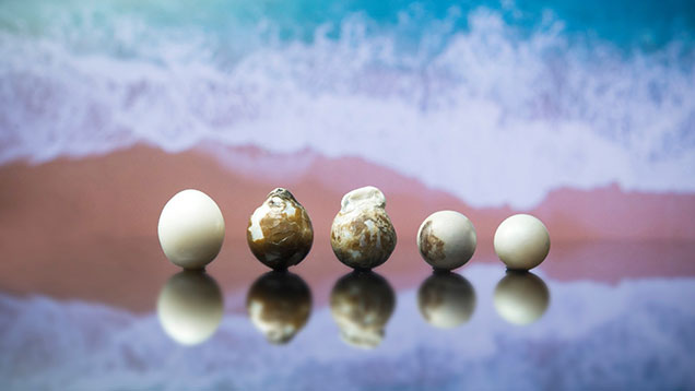 五颗低品质养殖珍珠排成一行。. Five low-quality Pinctada maxima bead cultured pearls showing dull surface lusters, yellowish brown imperfections, and residual organic-rich features. Photo: Nuttapol Kitdee