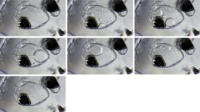 Phase changes in sapphire. This negative crystal, measuring 1 mm in length, contains a large graphite crystal and carbon dioxide. When cooled below the supercritical point, the CO2 exists as a gas and liquid; gas bubble gaseous CO2 is visible due to the difference in refractive index between the liquid and gas phases (B–F). When heated above the supercritical point, the CO2 homogenizes into a supercritical fluid (A and G). The flat surface of the negative crystal gives rise to a high nucleation density of gas bubbles, which ultimately coalesce into a single large (B and E). Photomicrographs by Nathan Renfro.