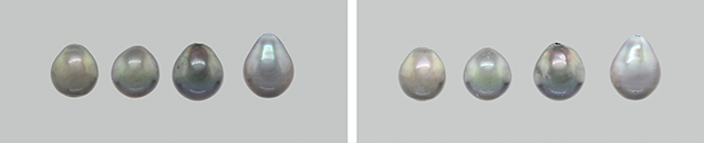 Tahitian pearls before and after bleach treatment. Figure 12. Four Tahitian cultured pearls, shown before (left) and after (right) identical bleach treatments using both solution and cream methods, exhibited minimal bodycolor changes. Photos by Sood Oil (Judy) Chia.
