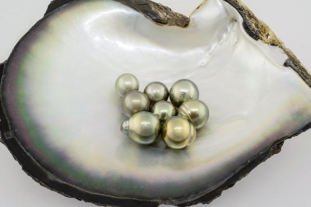 Eight natural-color pistachio pearls. Figure 2. Eight natural-color pistachio pearls ranging from 9.70 × 9.40 mm to 15.00 × 12.30 mm, produced by black-lipped pearl oysters, were examined in this study. Photo by Sood Oil (Judy) Chia.
