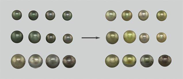 Bodycolors of 12 pistachio pearls before and after color treatment. Figure 3. The bodycolors of the 12 samples modified by Ballerina Pearl Co. before and after treatment show the changes produced by the processes. Top row: BA 01–BA 04; middle row: BA 05–BA 08; bottom row: GIA 01–GIA 04. Photos by Sood Oil (Judy) Chia.