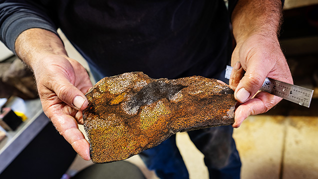 The colors and textures of gem dinosaur bone.