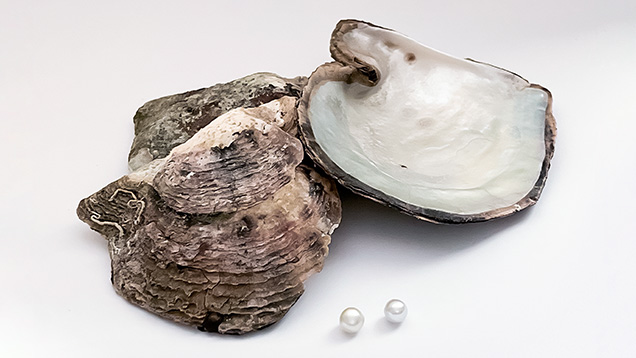 Figure 1. Two atypical bead cultured pearls recovered from Pinctada radiata mollusks from Abdulla Al Suwaidi’s farm in the UAE. Pearl A (left) weighs 0.87 ct, and pearl B (right) weighs 0.94 ct. Photo by Gaurav Bera. Figure 1. Two atypical bead cultured pearls recovered from Pinctada radiata mollusks from Abdulla Al Suwaidi’s farm in the UAE. Pearl A (left) weighs 0.87 ct, and pearl B (right) weighs 0.94 ct. Photo by Gaurav Bera.