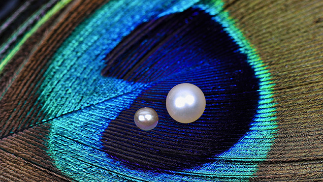 Figure 1. Two natural pearls recovered from Pinctada radiata mollusks by Bahraini divers, weighing 0.06 ct (pearl A, left) and 0.25 ct (pearl B, right). Photo by Gaurav Bera. Figure 1. Two natural pearls recovered from Pinctada radiata mollusks by Bahraini divers, weighing 0.06 ct (pearl A, left) and 0.25 ct (pearl B, right). Photo by Gaurav Bera.