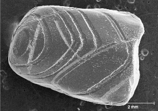Figure 28. As seen in this SEM image, sapphires from Dry Cottonwood Creek are often dissolved or etched along parallel grooves following twin planes. Image by Richard Berg (modified from Berg, 2022). Figure 28. As seen in this SEM image, sapphires from Dry Cottonwood Creek are often dissolved or etched along parallel grooves following twin planes. Image by Richard Berg (modified from Berg, 2022).