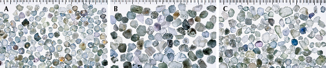 Figure 29. Photos of representative lots of unheated rough from each of Montana’s secondary sapphire deposits: Rock Creek (A), Missouri River (B), and Dry Cottonwood Creek (C). The ruler in each photo is in millimeter scale. Photos by John Emmett. Figure 29. Photos of representative lots of unheated rough from each of Montana’s secondary sapphire deposits: Rock Creek (A), Missouri River (B), and Dry Cottonwood Creek (C). The ruler in each photo is in millimeter scale. Photos by John Emmett.