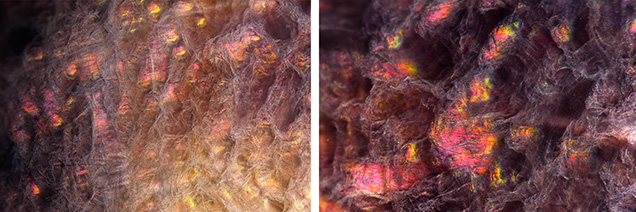 Figure 2. Left: The material exhibited iridescent patches in its wispy, fibrous-like structure, resembling a lava cave covered in spiderwebs. Right: The iridescence phenomenon changed as the angle of view shifted under fiber-optic illumination. Photomicrographs by Ravenya Atchalak; fields of view 3.60 mm (left) and 1.88 mm (right).
