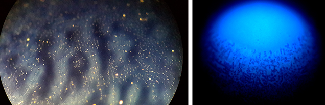 Gas Bubbles under magnification and in DiamondView. Gas Bubbles under magnification and in DiamondView.