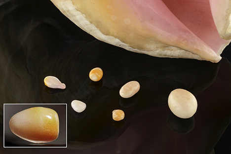 SU15-GNI-fig9_Comp_185376-468x312.jpg. Six of the eight studied nonbead-cultured pearls.