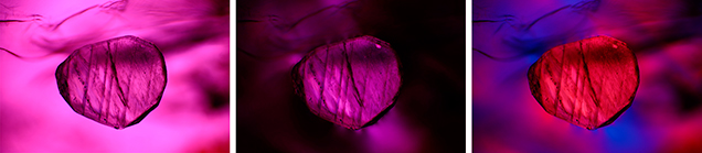 A first-order red compensator to enhance strain color in this spinel hosting a carbonate crystal. A first-order red compensator to enhance strain color in this spinel hosting a carbonate crystal.
