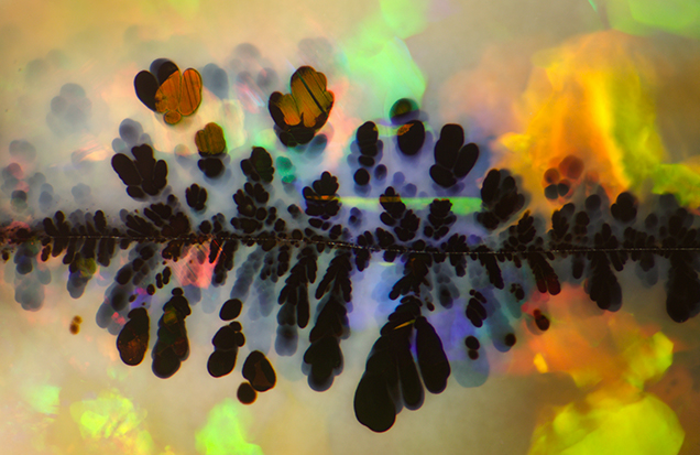 Photomicrograph of black manganese oxide “plumes” in an Australian opal Photomicrograph of black manganese oxide “plumes” in an Australian opal