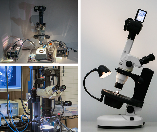 The author’s photomicrography equipment, including microscopes, cameras, illuminators, and lenses. The author’s photomicrography equipment, including microscopes, cameras, illuminators, and lenses.