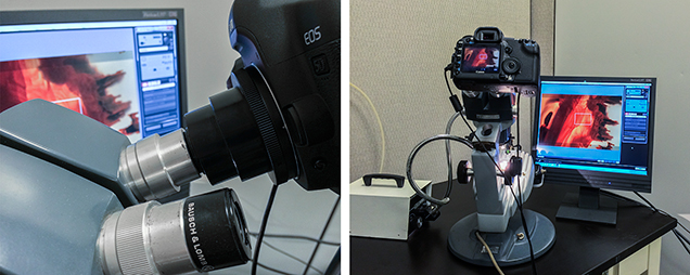 A camera adapter slipped over the microscope’s ocular, and the live view shown on a computer monitor. A camera adapter slipped over the microscope’s ocular, and the live view shown on a computer monitor.