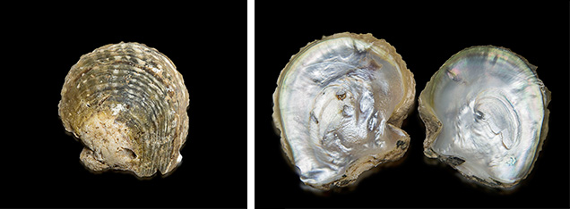 Pinctada mazatlanica shells. Pinctada mazatlanica shells.