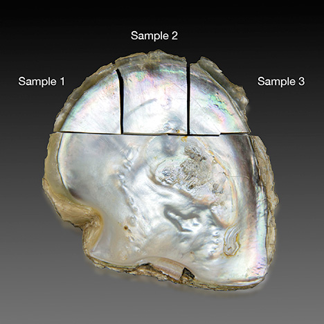 Shell divided for testing. Shell divided for testing.