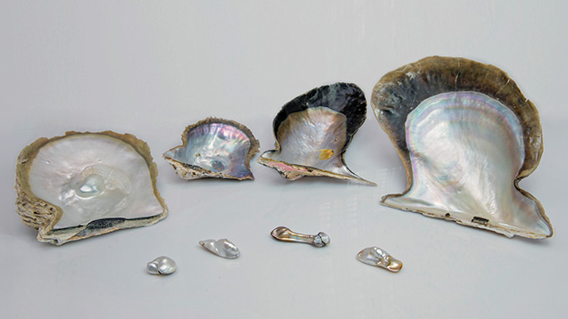 Four blisters alongside shells. Four blisters alongside shells.