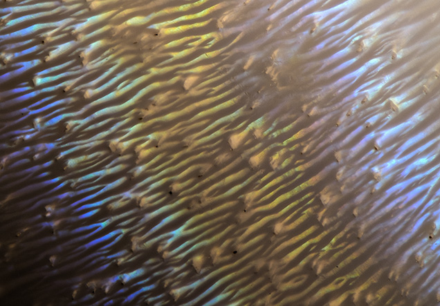 Iridescence in Spondylus pearl. Iridescence in Spondylus pearl.