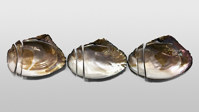 Three shells from Lake Kasumigaura sliced for chemical composition analysis Three shells from Lake Kasumigaura sliced for chemical composition analysis