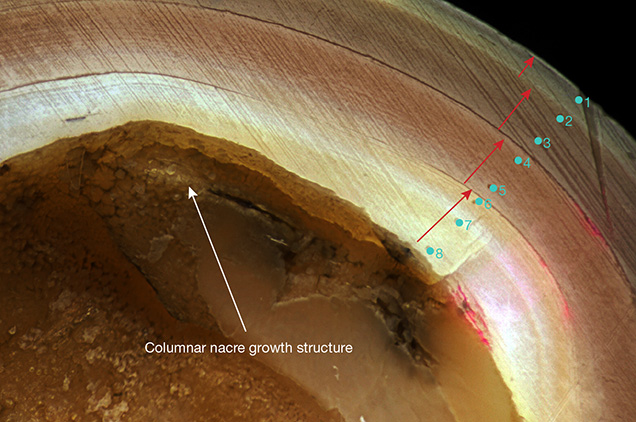 Cross section of a Kasumiga pearl indicating a growth period of four years Cross section of a Kasumiga pearl indicating a growth period of four years