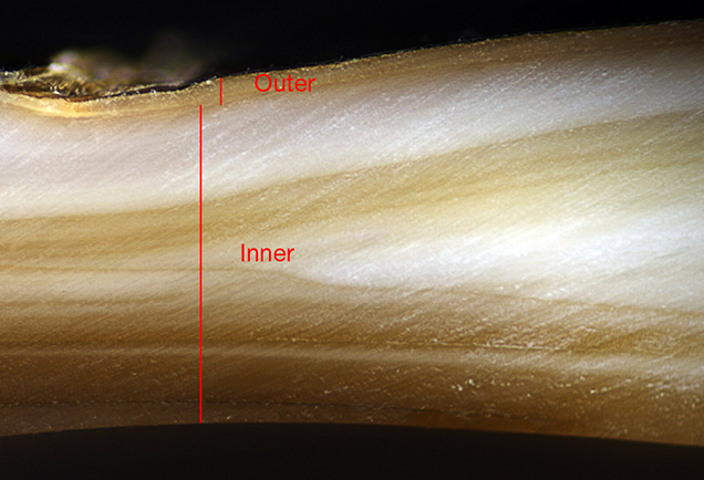 Layers of Hyriopsis hybrid shell from Lake Kasumigaura Layers of Hyriopsis hybrid shell from Lake Kasumigaura