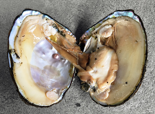 Pearl and shell from Hyriopsis schlegeli × Hyriopsis cumingii hybrid Pearl and shell from Hyriopsis schlegeli × Hyriopsis cumingii hybrid