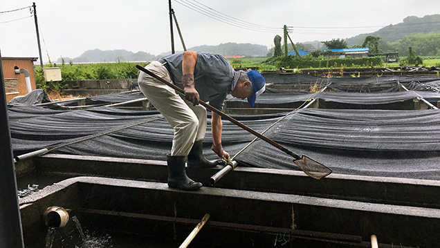 Specially constructed pools for growing mollusk larvae at Lake Kasumigaura Specially constructed pools for growing mollusk larvae at Lake Kasumigaura