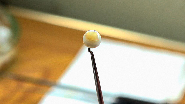 Metal pin used for the nucleation of Kasumiga pearls Metal pin used for the nucleation of Kasumiga pearls