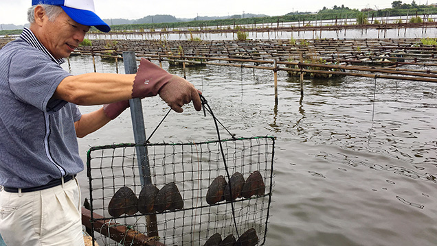 Shells placed in cage nets for cultivation at Lake Kasumigaura Shells placed in cage nets for cultivation at Lake Kasumigaura