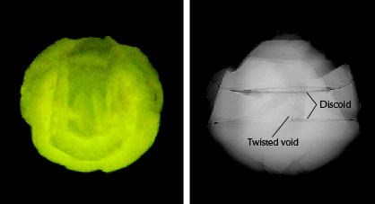 Figure 4. X-ray fluorescence reaction (left) and an RTX image showing the Lord Ganesha pearl’s internal structure (right). A small twisted void and discoid features can be seen in the center.