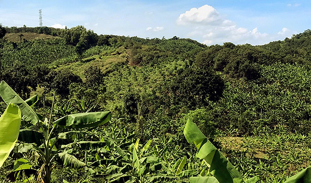 Figure 2. View of a valley in Dong Nai, Vietnam, where vegetation grows on the topsoil of the augite-bearing basaltic regolith. Photo by Lam Vinh Phat. Figure 2. View of a valley in Dong Nai, Vietnam, where vegetation grows on the topsoil of the augite-bearing basaltic regolith. Photo by Lam Vinh Phat.