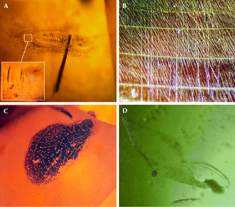 Figure 7. The internal microscopic features of Dong Nai augite. A: In sample A1, a long solid black amphibole inclusion pierces through the center of a fingerprint inclusion resembling a lily pad. B: Sample A4 shows white broken silk-like inclusions of magnetite that cross the twin planes. C and D: Thin films of fingerprint inclusions were commonly found in both green and brown augites (A2 and A11, respectively). Photomicrographs by Le Ngoc Nang; fields of view 4.5 mm (A, C, and D) and 5.5 mm (B). Figure 7. The internal microscopic features of Dong Nai augite. A: In sample A1, a long solid black amphibole inclusion pierces through the center of a fingerprint inclusion resembling a lily pad. B: Sample A4 shows white broken silk-like inclusions of magnetite that cross the twin planes. C and D: Thin films of fingerprint inclusions were commonly found in both green and brown augites (A2 and A11, respectively). Photomicrographs by Le Ngoc Nang; fields of view 4.5 mm (A, C, and D) and 5.5 mm (B).