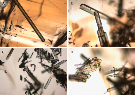 Figure 10. Internal features of Yunling cassiterite: an elongated tourmaline crystal in sample C-G8 (A) and clusters of tourmaline inclusions in samples C-G17 (B) and C-G16 (C and D). Photomicrographs by Wenqing Huang; fields of view 1.23 mm (A–C) and 0.6 mm (D).