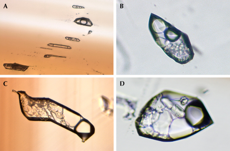 Figure 18. Multiphase, multi-solid inclusions were occasionally encountered, either in healed fractures (A, sample C-G7) or as isolated inclusions (B and D, sample C-G6; C, sample C-G8). Image A was taken using transmitted light and enhanced by focus stacking techniques. Photomicrographs by Wenqing Huang; fields of view 0.49 mm (A), 0.15 mm (B), 0.18 mm (C), and 0.14 mm (D).